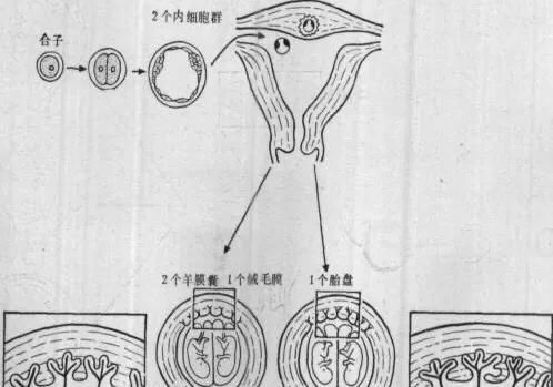  【母羊】小尾寒羊头胎用注射双胎苗吗？怎么样？