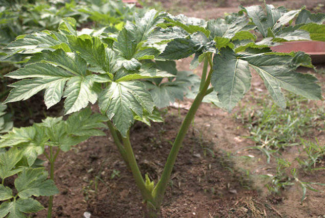 以前这草农民当做猪饲料，现在被捧成神仙草，人工种植一棵30元！