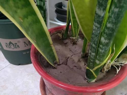 「虎皮」虎皮兰有“3怕”，避开后能“疯长”，直接爆破盆