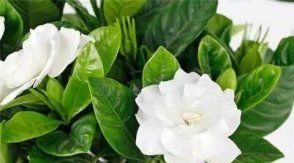 「栀子花」这种“养花营养液”給栀子花喝一勺,花苞蹭蹭冒,花儿开满盆!
