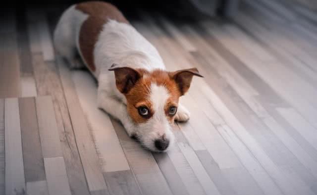 因狗吠影响睡眠