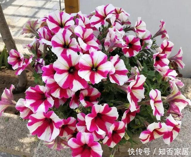  「三角梅」这3种花，个个是“拼命三郎”，越热长得越快，开爆整个三伏天