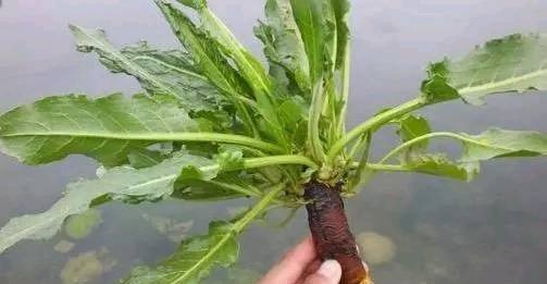 农村这种野草，根部似萝卜过去没人重视，现在价比黄金