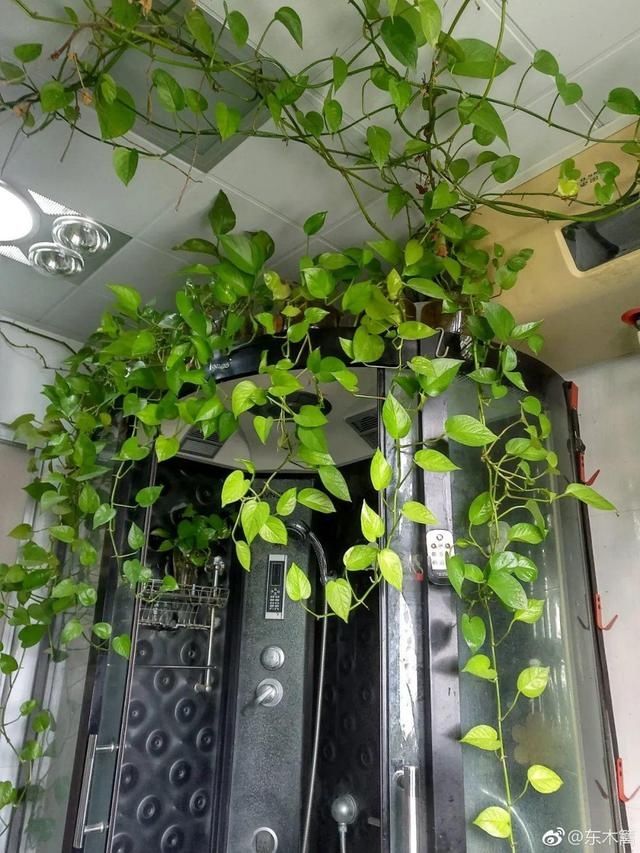「得像」急性子就养铜钱草,俩月爆满整个家,多得像生物入侵