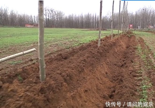 一天种6000棵，一年赚几百万