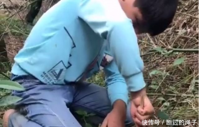 农村小伙在放羊的会后发现这种野生菌子，连羊都不管了也要挖出来