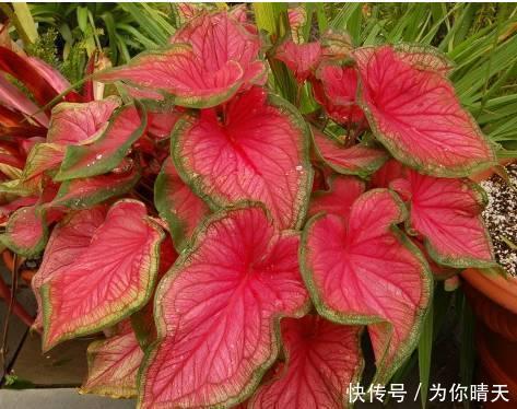 冰箱■我国最甜的水果,比蜂蜜甜10倍!放“冰箱”冻不死,插土就活!