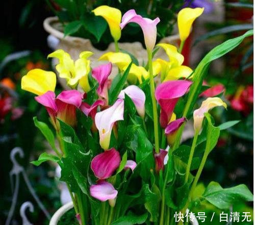  『盆土表面干』就是这5种花，越浇越水爆盆，一缺水马上就蔫了，怪不得总养不好