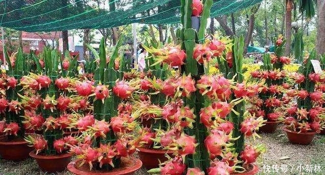  吃不完■这“2种”水果，剪根枝条插土里，15天生根，2年结果，果子吃不完