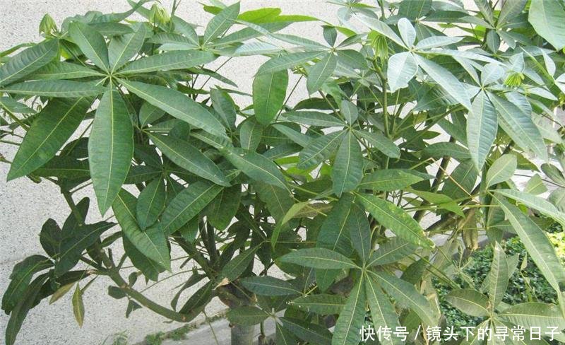  「有人」原产美洲，引入我国成“发财树”，有人大量种植，种子一斤2百元