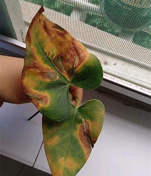  [红掌]养红掌有3个问题不能忽略，不然容易枯黄瘦小，要牢记
