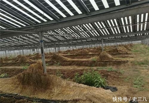  稀罕■以前钓鱼常去挖，如今有人大量养殖，拉出粪成“稀罕货”