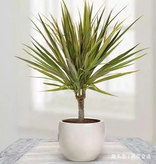「极其」养在室内极其耐旱的几种盆栽植物,大半个月不搭理都没事