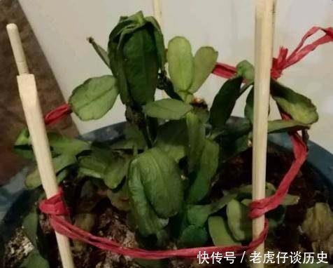 『系上的土壤』花店老板都嫌弃的花,白白送我,2个月后倒手卖100块
