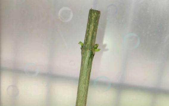  【砍头】半死不活的幸福树，被我狠心砍一刀，结果冒出好多芽！