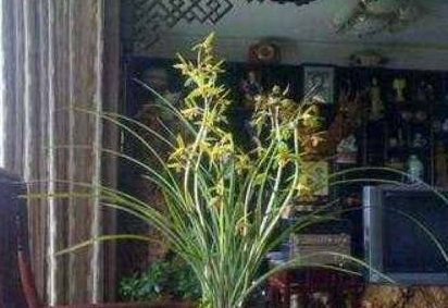  [技巧]养兰花,学会这3个“技巧”,花开多多,芽冒疯了!