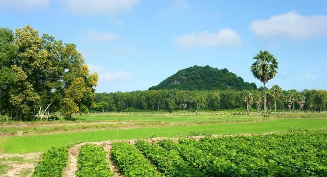  『红薯』红薯高产高效栽培及深加工技术，重点注意田间管理，实现高收