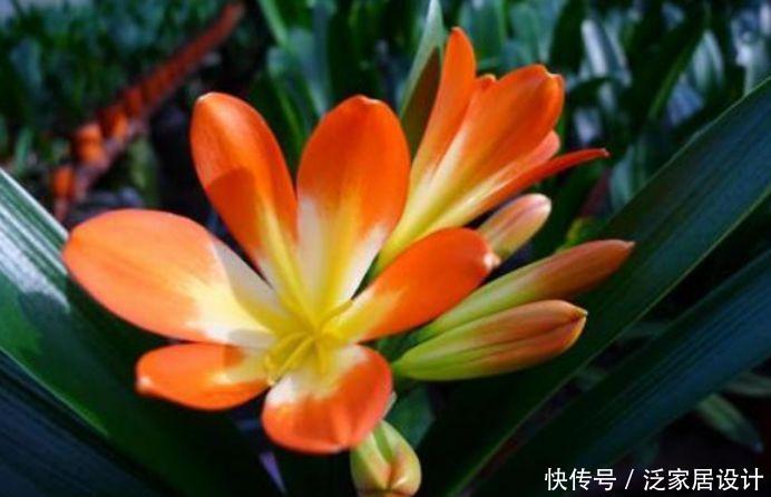  『家里』3种花专治二手烟，养家里两盆，吸废气净空气，对老人孩子好