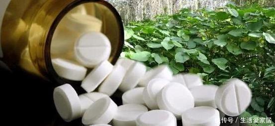  #吸收水分#家养植物烂根黄叶？不要慌，用2种''常见药''抢救，见效真快