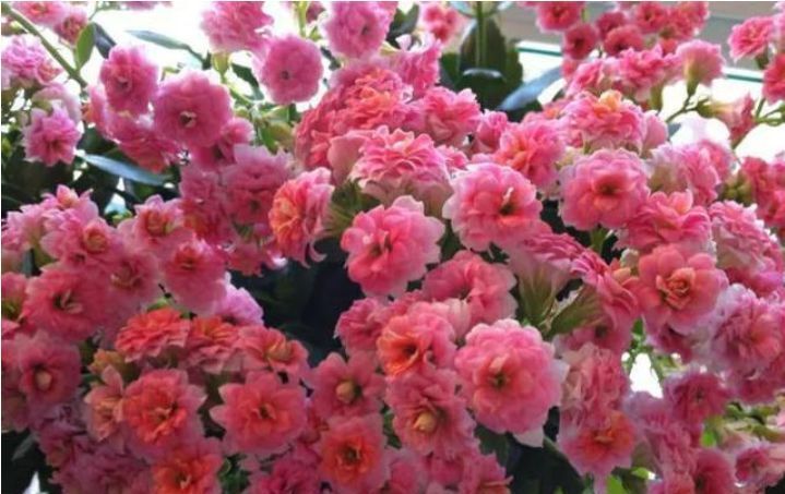  「特长」这时候，就养这些“花”，好看又好养，花期还特长，美爆阳台！