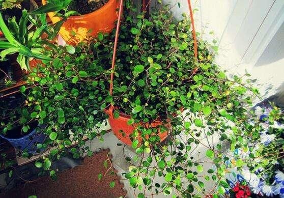  [盆栽]春天养盆垂吊盆栽，夏天收获一片绿荫，秋天得到绿色瀑布！