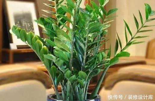 『家里』这4种花旺财又旺运,耐旱还好养,家里一定要养一盆!