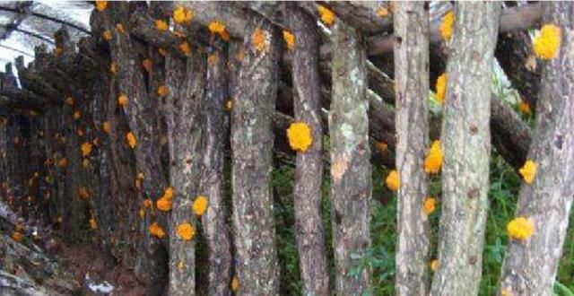 食物中的黄金，高山树上的黄金耳