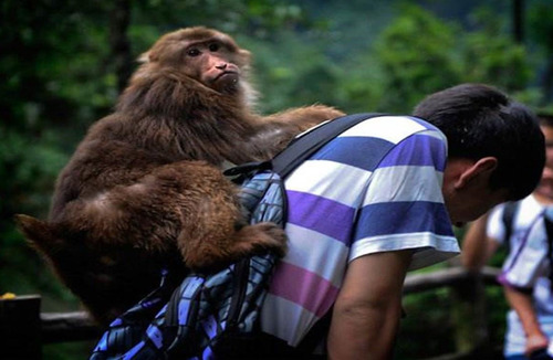 峨眉山的猴子肆无忌惮抢游客东西，千万别吝啬几元钱买竹竿