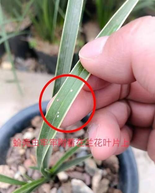  『蚧壳虫难清理干净』春季蚧壳虫病虫害活跃，兰花叶片上的白色颗粒刮擦刷治标不治本