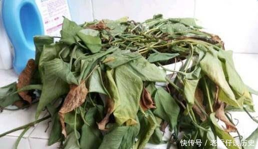  『系上的土壤』花店老板都嫌弃的花，白白送我，2个月后倒手卖100块