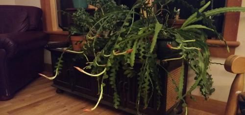  #特大#锯齿昙花好养好开花，有不同的花色，养窗台边花朵开得特大