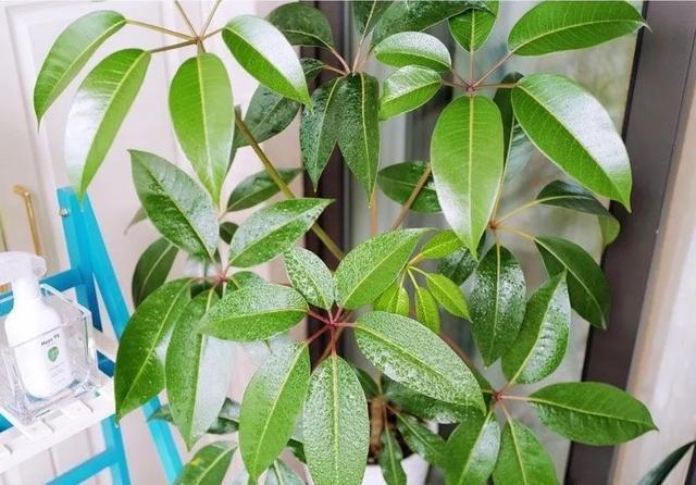 适合@10种适合室内的小众花,今年超流行,点缀家居,越养越精致