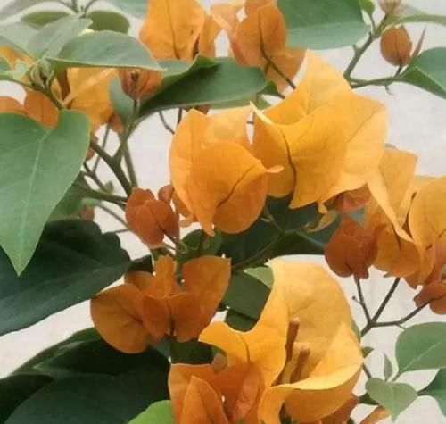 「花芽分化」三角梅不开花别盲目控水,从几方面找原因,正确处理才能花枝满头