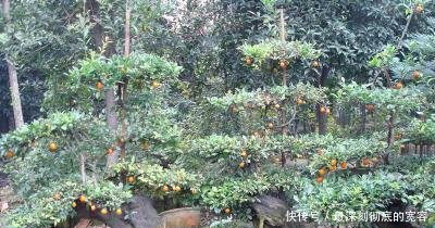 山上这种连鸟都不吃的野果，它的树身却非常值钱，一个能卖上万