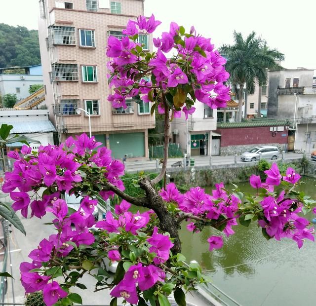  【开挂】三角梅小叶紫很难开花吗？除了开挂区，就该这么养，爆花没问题