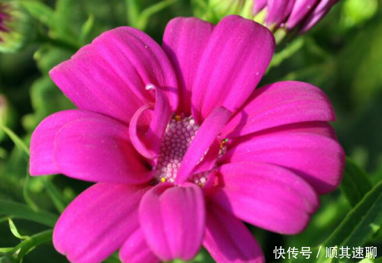  「植物」花朵的培养，到底有哪些注意事项呢这些你都知道吗