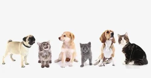  【猫和狗】这些有关于猫狗的冷知识你都知道吗？