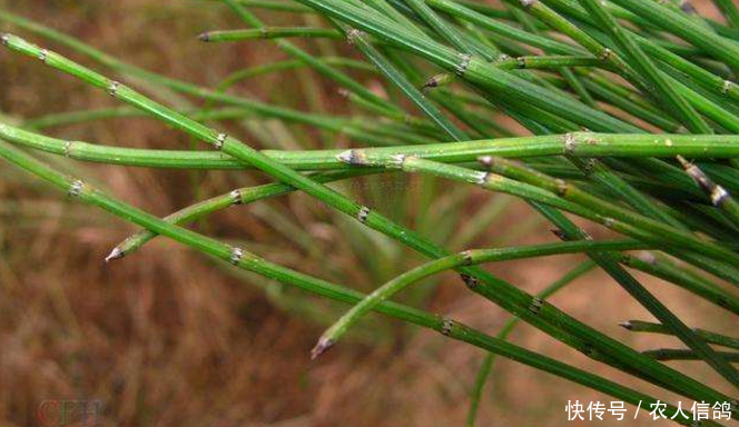  【农民】一种“光棍”野草，无叶无花，被农民嫌弃如今却是中间