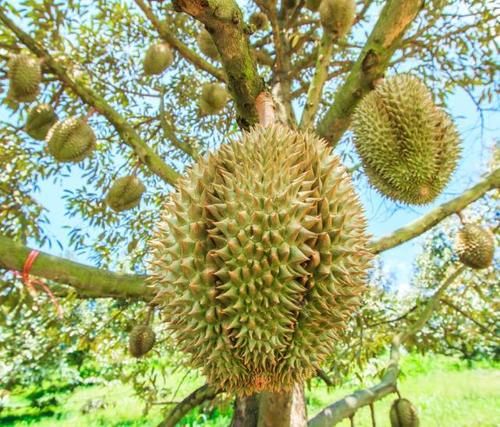去泰国旅行买水果要注意，老板给的这样东西不能要，导游：接了会