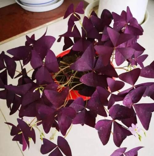  #紫叶酢浆草#爷爷养了一盆“蝴蝶花”，一根枝上开出百朵花，五颜六色最讨喜！