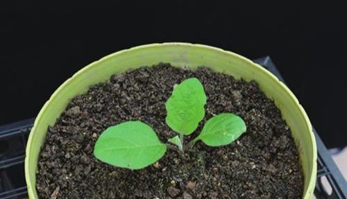 茄子:阳台种茄子,收获大鸡蛋,天天吃个鲜,买菜不出门