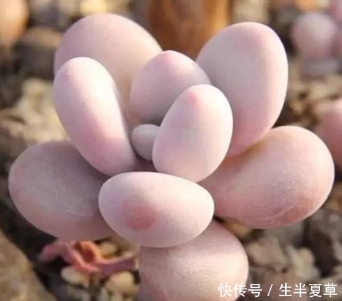  养护：人见人爱的桃之卵，如何养护呢？喜欢桃蛋的赶紧收藏！