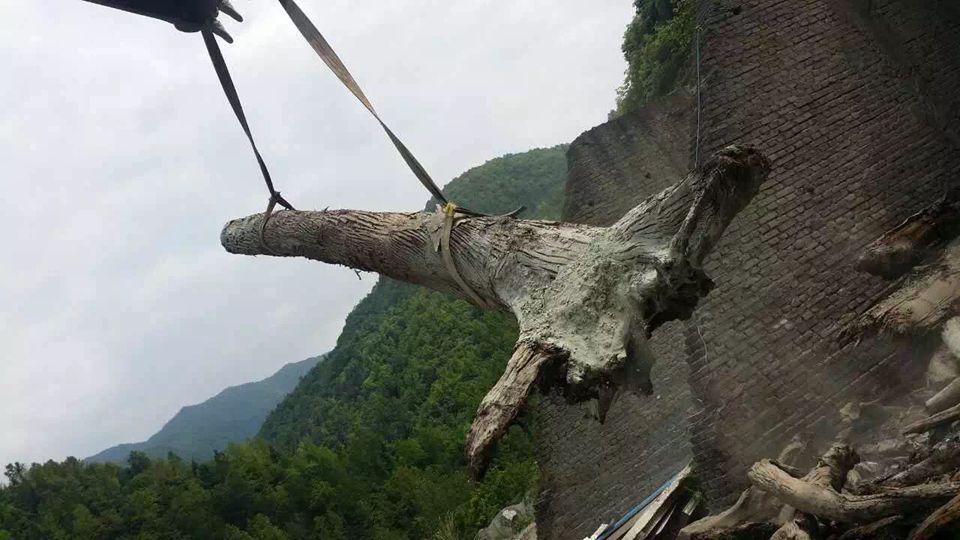  河道■农民河道挖出的乌木曾价值千万, 到底是什么木 为何现在无