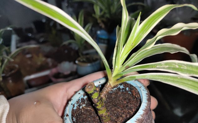 \＂l6\＂: \＂水培富贵竹怎么养\＂给花狠心剃光头,新芽呼呼冒,1年变老桩!