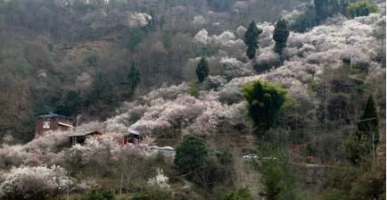 多个角度告诉你，为什么李子柒的老家在四川平武县