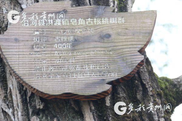 沿河洪渡镇皂角村:一个深度贫困村的变迁