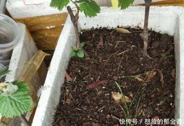 『记住』阳台如何种葡萄?记住4点,果子数量多,一串串挂满了,好吃好看