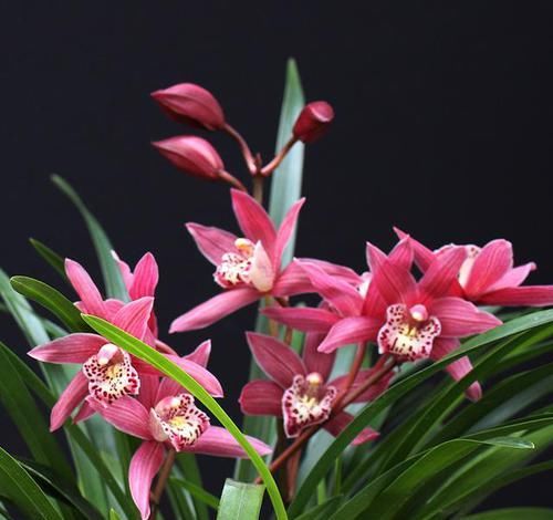  「落落大方」花色最红的兰花，出身名门，落落大方，香味浓郁，让人爱不释手