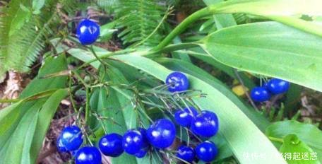 农村这种野果，爷爷说“只能看不可触碰”在民间是独特的珍贵药材