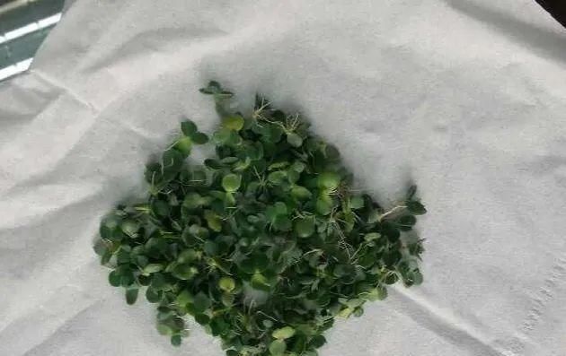  【慎养】这花要慎养，每年砍掉3麻袋，照样蹭蹭长！